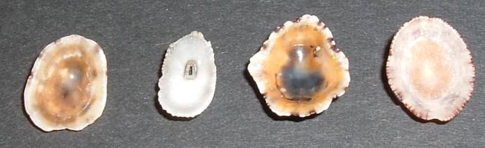 Moluscos de Creta